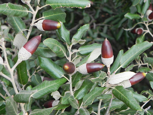 Descripción: Descripción: https://ichn2.iec.cat/Bages/alzinar/Imatges%20grans/Quercus%20ilex%203.jpg