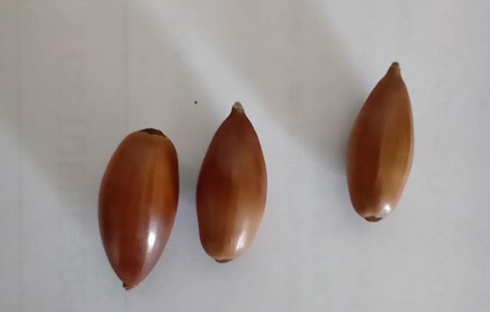 Descripción: Descripción: D:\flores x genero\Ornamentales varias\Ornamentales\flora ornamental\356_2910\quercus ilex (14).jpg