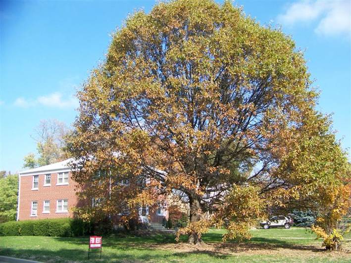 Descripci�n: Descripci�n: http://www.plantplaces.com/photos/100_3042(Medium).JPG