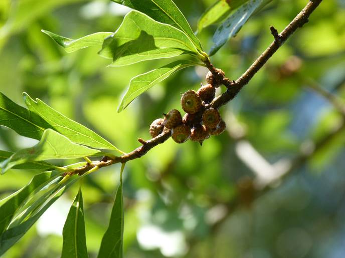 Descripci�n: D:\flores x genero\flora generos por alfabeto\fotos n-r\Quercus\P1190611 quercus nigra.JPG