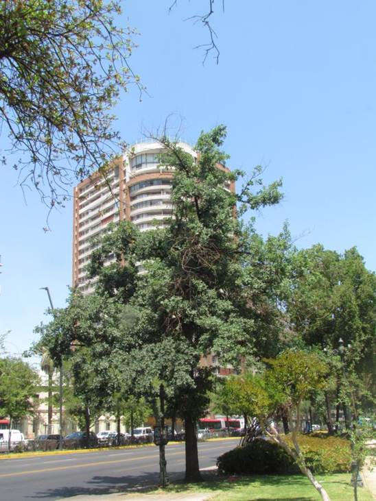 Descripci�n: Descripci�n: D:\flores x genero\Ornamentales varias\Ornamentales\flora  ornamental\356_2910\Quercus robur (15).JPG