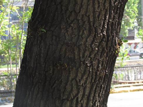 Descripci�n: Descripci�n: D:\flores x genero\Ornamentales varias\Ornamentales\flora  ornamental\356_2910\quercus robur (7).JPG