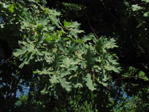 Descripci�n: Descripci�n: D:\flores x genero\Ornamentales varias\Ornamentales\flora  ornamental\356_2910\quercus robur (12).JPG