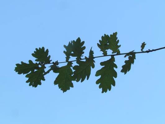 Descripci�n: Descripci�n: D:\flores x genero\Ornamentales varias\Ornamentales\flora  ornamental\356_2910\quercus robur (2).JPG