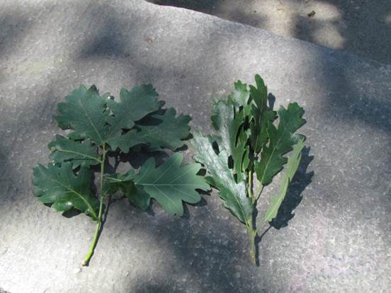 Descripci�n: Descripci�n: D:\flores x genero\Ornamentales varias\Ornamentales\flora  ornamental\356_2910\quercus robur-cerris (2).JPG