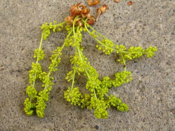 Descripci�n: Descripci�n: D:\JM-disco duro\Vasculares x familia-todas\angiospermas-fotos-icon-textos\FAGACEAE   EXOTICAS\Quercus robur. Amentos masculinos (2)  FJA.JPG