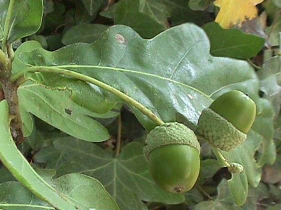 Descripci�n: Descripci�n: http://www.plantasyhongos.es/herbarium/q/Quercus_robur_18.jpg