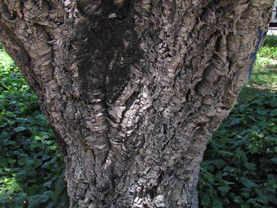 Descripción: Descripción: D:\flores x genero\Ornamentales varias\Ornamentales\flora ornamental\356_2910\quercus suber (8).JPG