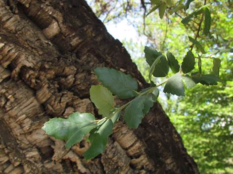 Descripción: Descripción: D:\flores x genero\Ornamentales varias\Ornamentales\flora ornamental\356_2910\quercus suber (1).JPG