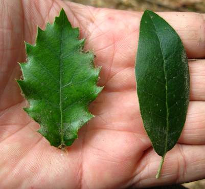 Descripción: Descripción: D:\JM-disco duro\Vasculares x familia-todas\angiospermas-fotos-icon-textos\FAGACEAE EXOTICAS\Quercus ilex y Q. suber FJA.jpg