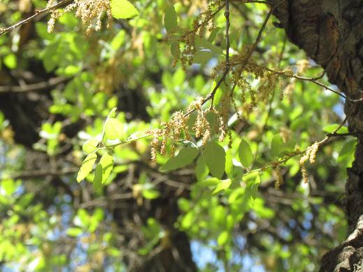 Descripción: Descripción: D:\flores x genero\Ornamentales varias\Ornamentales\flora ornamental\356_2910\quercus suber (3).JPG