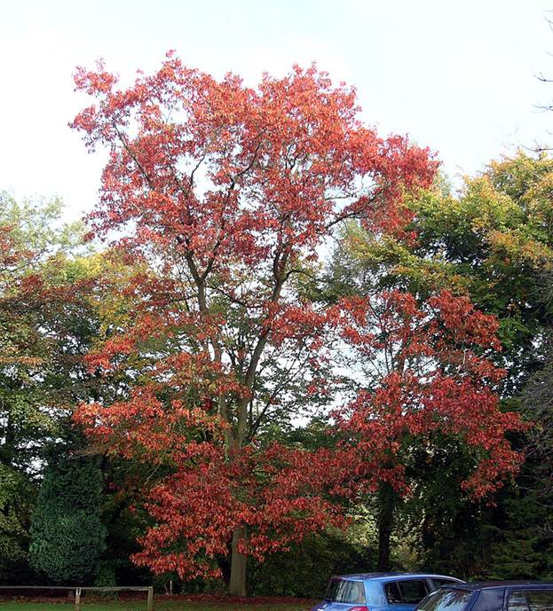 Descripci�n: Descripci�n: Descripci�n: Quercus rubra @ Tortworth Court.jpg