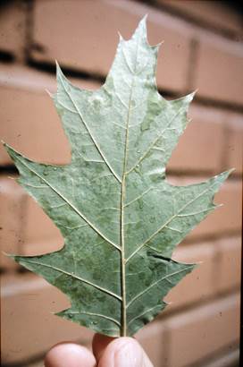 Descripci�n: Descripci�n: Descripci�n: D:\JM-disco duro\Vasculares x familia-todas\FOTOS\FOTOS  CARPETAS DISCO ORIGINAL (SIN ORDEN)\Documentos respaldados  DCJMB6554\VARIOS\Respaldo\Quercus  borealis   JMB (2).JPG