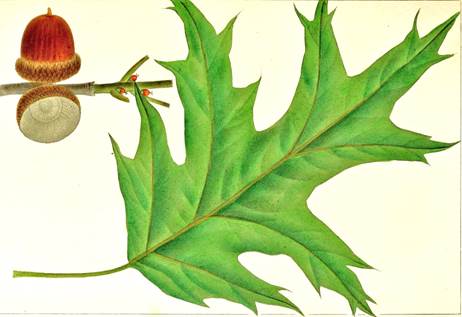 Descripci�n: Descripci�n: Descripci�n: D:\JM-disco duro\Vasculares x familia-todas\angiospermas-fotos-icon-textos\FAGACEAE   EXOTICAS\Quercus rubra L. (2).jpg