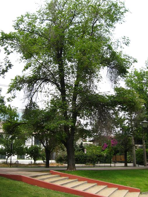 Descripci�n: D:\JM-disco duro\Vasculares x familia-todas\angiospermas-fotos-icon-textos\FAGACEAE   EXOTICAS\Quercus macrocarpa. Plaza el Hoyo. Vitacura  FJA (6).JPG