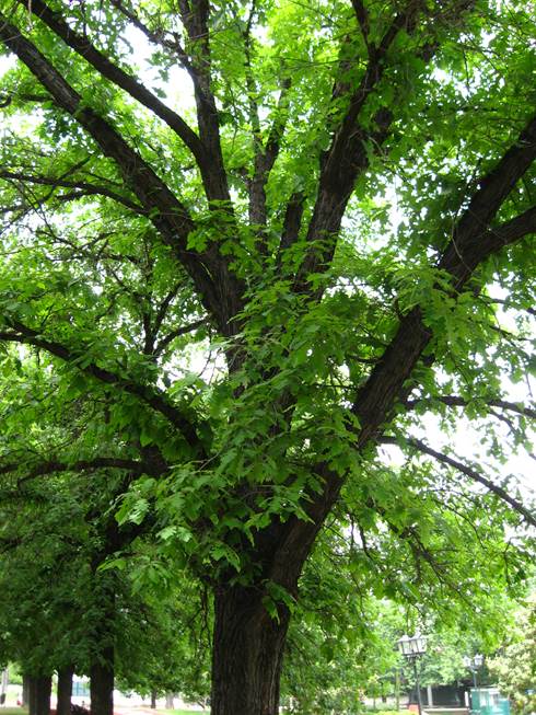 Descripci�n: D:\JM-disco duro\Vasculares x familia-todas\angiospermas-fotos-icon-textos\FAGACEAE   EXOTICAS\Quercus macrocarpa. Plaza el Hoyo. Vitacura  FJA (5).JPG