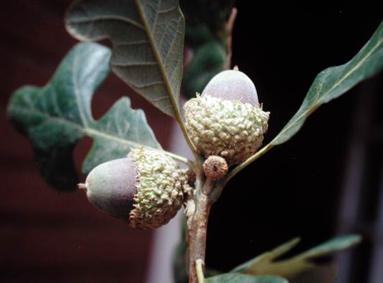 Descripci�n: Descripci�n: Descripci�n: Descripci�n: D:\JM-disco duro\Vasculares x familia-todas\angiospermas-fotos-icon-textos\FAGACEAE   EXOTICAS\Quercus macrocarpa. Plaza el Hoyo. Vitacura  FJA (4).JPG