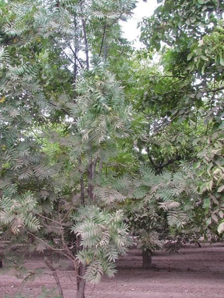 Descripci�n: D:\JM-disco duro\Vasculares x familia-todas\angiospermas-fotos-icon-textos\JUGLANDACEAE\Juglans hindsii (Jeps.) Jeps. ex R.E. Sm.   Foto Seba  (2).JPG