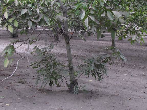 Descripci�n: D:\flores x localidad\floraxlocalidad\Metropolitana\Pirque-11-2015 y 03-2016\pirque-03-2016\IMG_0333 Juglans hindsii-regia.JPG