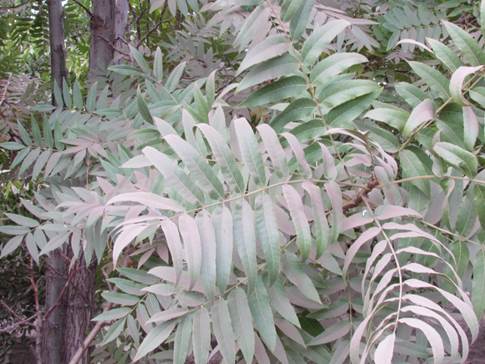 Descripci�n: D:\flores x localidad\floraxlocalidad\Metropolitana\Pirque-11-2015 y 03-2016\pirque-03-2016\IMG_0329 Juglans hindsii.JPG