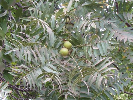 Descripci�n: D:\flores x localidad\floraxlocalidad\Metropolitana\Pirque-11-2015 y 03-2016\pirque-03-2016\IMG_0328 Juglans hindsii.JPG