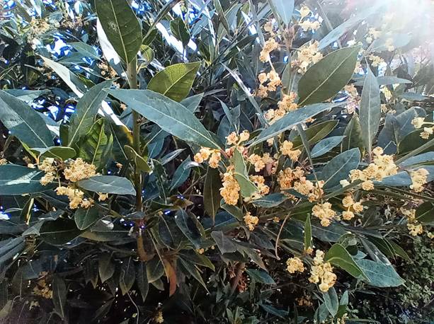 Descripcin: D:\flores x genero\Ornamentales varias\Ornamentales\Angio Dicots\Laurus nobilis (2).jpg