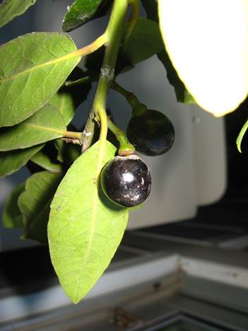 Descripcin: F:\JM-disco duro\Vasculares x familia-todas\angiospermas-fotos-icon-textos\LAURACEAE  NATIVAS  Y  EXOTICAS\Laurus nobilis. Fruto   FJA (2).JPG