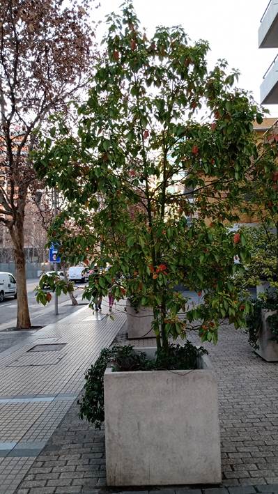 Descripción: D:\flores x genero\Ornamentales varias\Ornamentales\Angio Dicots\cinammomum glanduliferum.jpg