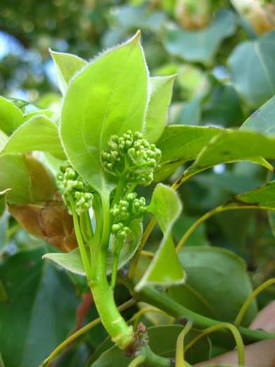 Descripción: F:\JM-disco duro\Vasculares x familia-todas\angiospermas-fotos-icon-textos\LAURACEAE  NATIVAS  Y  EXOTICAS\Cinnamomum canphora   FJA (1).jpg
