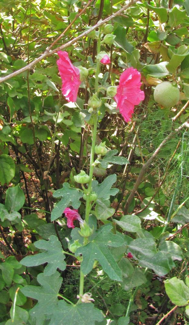 Descripci�n: F:\JM-disco duro\Vasculares x familia-todas\FOTOS\FOTOS  CARPETAS DISCO ORIGINAL (SIN ORDEN)\MALVACEAE ORNAMENTALES  DCJMB5543\Althaea rosea Foto Marcelo Rosa 4485.JPG