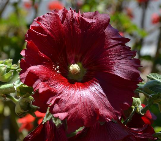 Descripci�n: F:\JM-disco duro\Vasculares x familia-todas\FOTOS\FOTOS  CARPETAS DISCO ORIGINAL (SIN ORDEN)\MALVACEAE EXOTICAS  II  DCJMB097\Althaea rosea (Malvaceae) Plantas del Jard�n del INIA de Vicu�a 13 de Septiembre del 2012  FJMB633098 (146).JPG