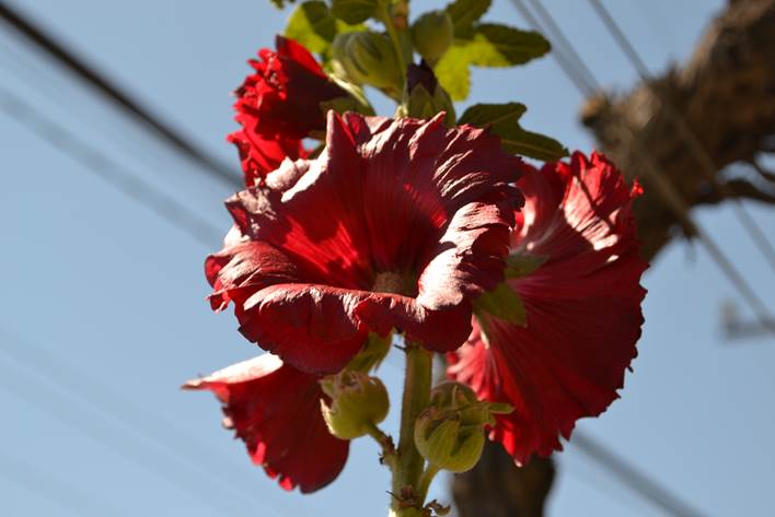 Descripci�n: F:\JM-disco duro\Vasculares x familia-todas\FOTOS\FOTOS  CARPETAS DISCO ORIGINAL (SIN ORDEN)\MALVACEAE EXOTICAS  II  DCJMB097\Althaea rosea (Malvaceae) Plantas del Jard�n del INIA de Vicu�a 13 de Septiembre del 2012  FJMB633098 (145).JPG