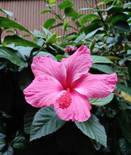 Descripción: D:\flores x genero\Ornamentales varias\Ornamentales\Angio Dicots\Hibiscus rosa-sinensis (8).jpg