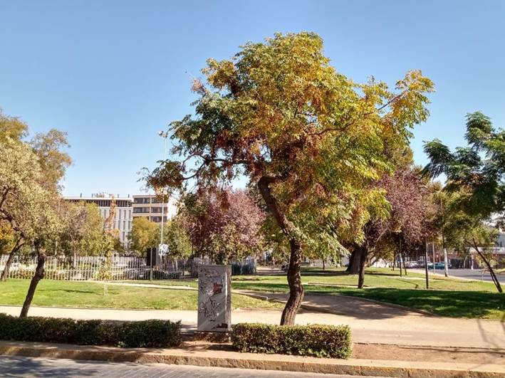 Descripción: D:\flores x genero\Ornamentales varias\Ornamentales\angio dicots L-O\Melia\Melia azederach (2).jpg