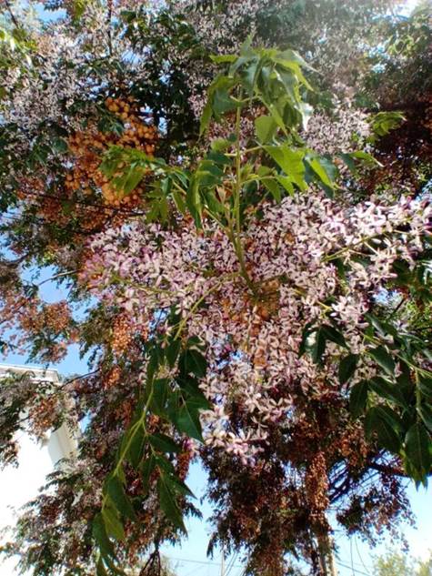 Descripción: D:\flores x genero\Ornamentales varias\Ornamentales\angio dicots L-O\Melia\Melia azederach (10).jpg