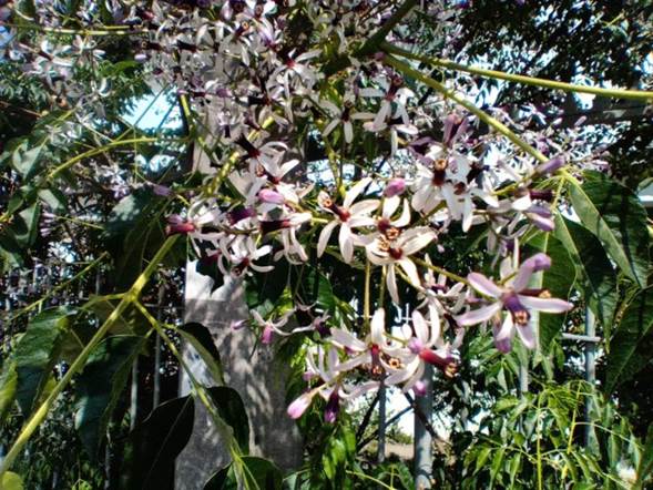 Descripción: D:\flores x genero\Ornamentales varias\Ornamentales\angio dicots L-O\Melia\Melia azederach (8).jpg