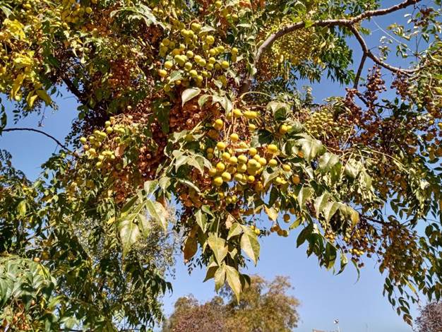 Descripción: D:\flores x genero\Ornamentales varias\Ornamentales\angio dicots L-O\Melia\Melia azederach (3).jpg