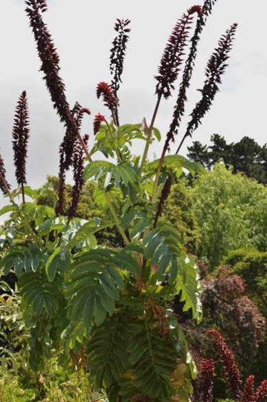 Descripción: D:\PUBLIC\trabajandolos\Enciclopedia exoticas\Melianthaceae vw\Melianthus major L. J. Bot. Nacional FJMB 11 Nov. 2015 (2).JPG