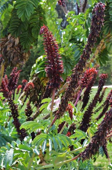 Descripción: D:\PUBLIC\trabajandolos\Enciclopedia exoticas\Melianthaceae vw\Melianthus major L. J. Bot. Nacional FJMB 11 Nov. 2015 (8).JPG