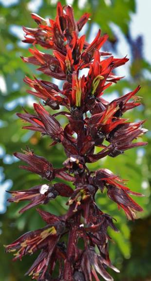 Descripción: D:\PUBLIC\trabajandolos\Enciclopedia exoticas\Melianthaceae vw\Melianthus major L. J. Bot. Nacional FJMB 11 Nov. 2015 (4).JPG