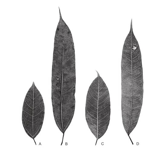 Descripci�n: C:\Users\amdx6\Desktop\ficus binn-y no binn.jpg