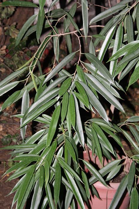 Descripci�n: D:\JM-disco duro\Vasculares x familia-todas\FOTOS\FOTOS  CARPETAS DISCO ORIGINAL (SIN ORDEN)\MORACEAE  DCJMB543\Ficus  bennendijkii  cv. Alii. FJMB88881837 (2).JPG