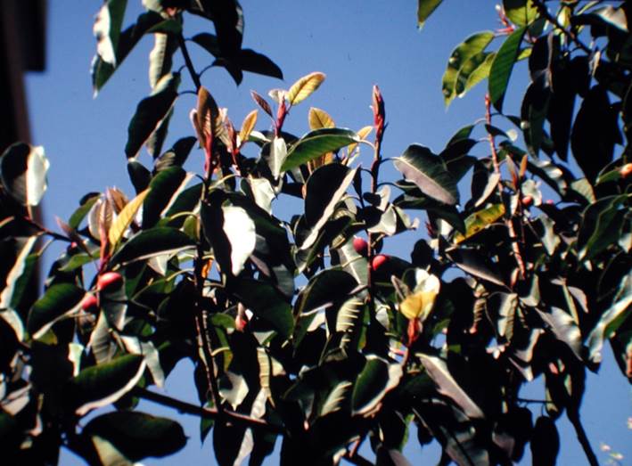 Descripción: Descripción: D:\JM-disco duro\Vasculares x familia-todas\FOTOS\FOTOS CARPETAS DISCO ORIGINAL (SIN ORDEN)\MORACEAE DCJMB543\Ficus drupacea JMB.JPG