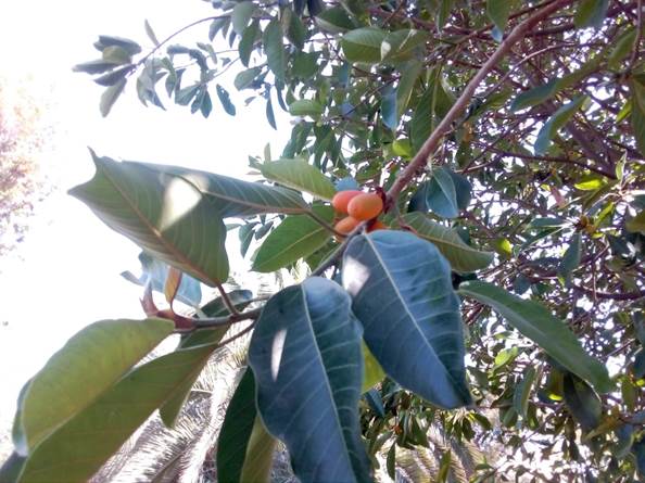 Descripción: Descripción: C:\Users\amdx6\Desktop\Downloads\ficus drupacea a ugarte.jpg