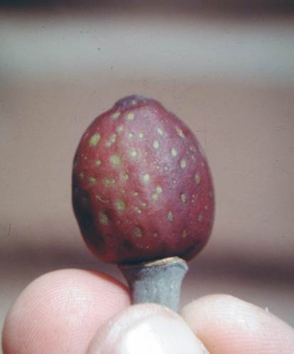 Descripcin: Descripcin: D:\JM-disco duro\Vasculares x familia-todas\FOTOS\FOTOS  CARPETAS DISCO ORIGINAL (SIN ORDEN)\Documentos respaldados  DCJMB6554\VARIOS\Respaldo\Ficus drupacea  JMB (2).JPG