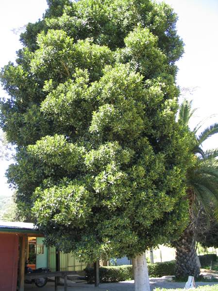 Descripción: Descripción: D:\JM-disco duro\Vasculares x familia-todas\FOTOS\FOTOS CARPETAS DISCO ORIGINAL (SIN ORDEN)\MORACEAE DCJMB543\Ficus elastica 121.jpg