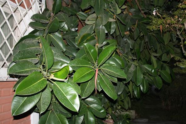 Descripción: Descripción: D:\JM-disco duro\Vasculares x familia-todas\angiospermas-fotos-icon-textos\MORACEAE\Ficus elastica Decora FJMB (3).JPG
