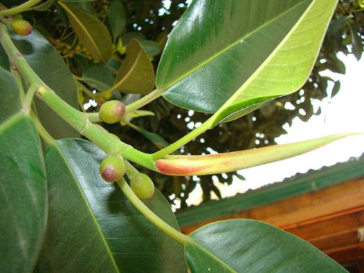 Descripción: Descripción: D:\JM-disco duro\Vasculares x familia-todas\angiospermas-fotos-icon-textos\MORACEAE\Ficus elastica M. Med Jardín Botánico de Viña del Mar FJMB (2).jpg