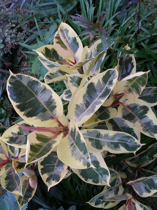 Descripción: Descripción: D:\JM-disco duro\Vasculares x familia-todas\FOTOS\FOTOS CARPETAS DISCO ORIGINAL (SIN ORDEN)\MORACEAE DCJMB543\Ficus elastica var Doescheri FW241530.jpg