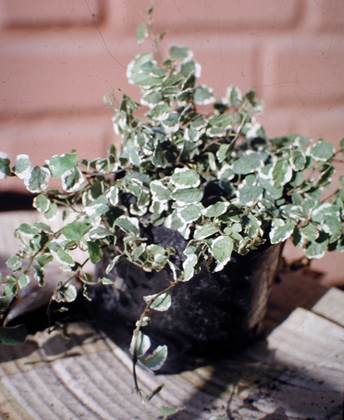 Descripción: D:\JM-disco duro\Vasculares x familia-todas\FOTOS\FOTOS CARPETAS DISCO ORIGINAL (SIN ORDEN)\Documentos respaldados DCJMB6554\VARIOS\Respaldo\Ficus pumila LMB (2).JPG